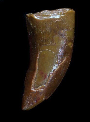 Large Raptor Tooth - Morocco #36313